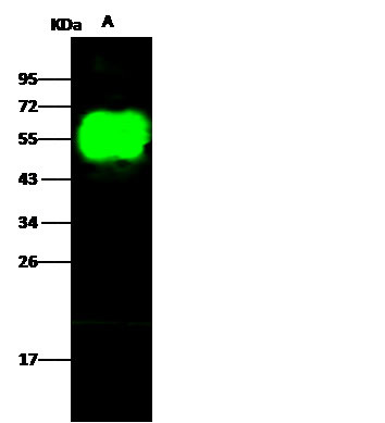 Influenza H9N2 HA1 (A/Chicken/Hong Kong/G9/97) Antibody in Western Blot (WB)