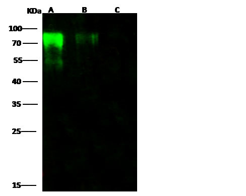 Influenza B HA1 (B/Massachusetts/03/2010) Antibody in Western Blot (WB)