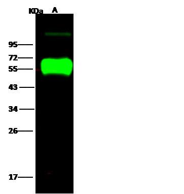 Influenza H14N5 HA1 (A/mallard/Astrakhan/263/1982) Antibody in Western Blot (WB)