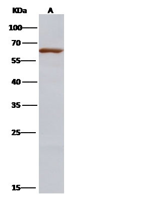 Influenza A H3N2 NP (A/Aichi/2/1968) Antibody in Western Blot (WB)