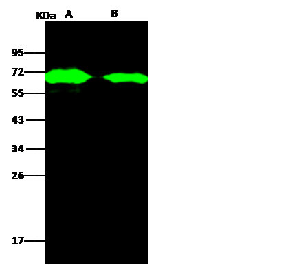 AcmNPV gp64 Antibody in Western Blot (WB)