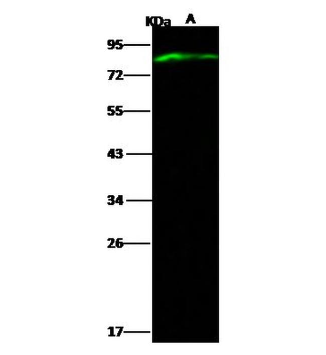 Ebola Virus NP (strain New Guinea 2014) Antibody in Western Blot (WB)