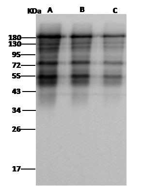 MERS Coronavirus Spike Protein Antibody in Western Blot (WB)