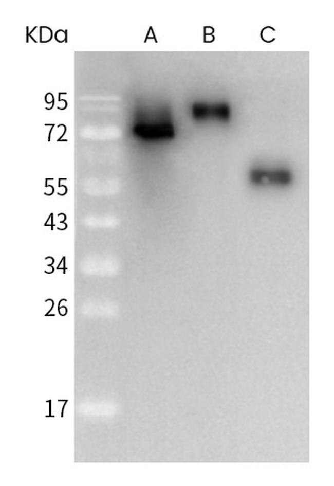 SARS/SARS-CoV-2 Coronavirus Spike Protein (subunit 1) Antibody in Western Blot (WB)