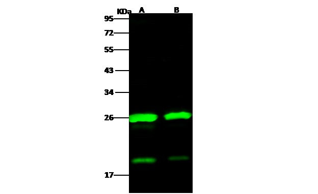 HIV1 p24 (group M, subtype D, strain NDK) Antibody in Western Blot (WB)