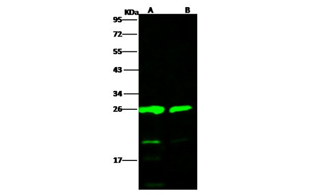 HIV1 p24 (group O, strain BCF06) Antibody in Western Blot (WB)