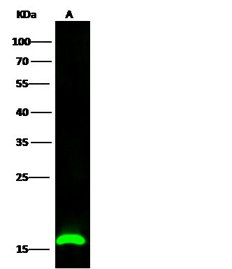 Dengue Virus Type 2 Capsid (strain New Guinea C) Antibody in Western Blot (WB)