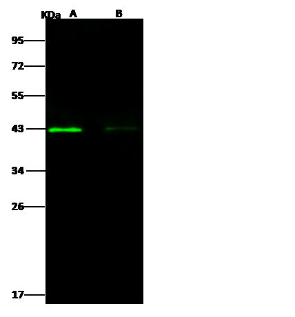 West Nile Virus Envelope (lineage 1, strain NY99) Antibody in Western Blot (WB)