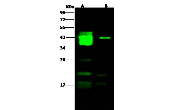 Ebola Virus GP1 (subtype Bundibugyo, strain Uganda 2007) Antibody in Western Blot (WB)