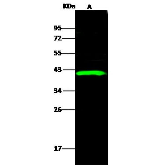 Ebola Virus VP40 (subtype Sudan, strain Gulu) Antibody in Western Blot (WB)