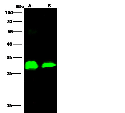 Ebola Virus VP24 (subtype Bundibugyo, strain Uganda 2007) Antibody in Western Blot (WB)