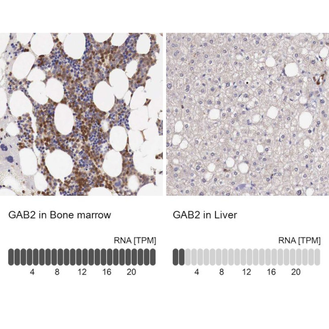 GAB2 Antibody