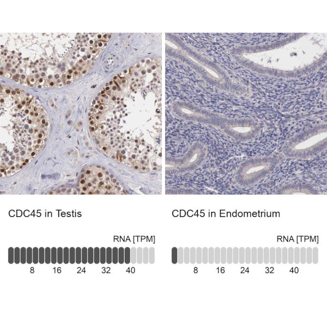 Cdc45L Antibody