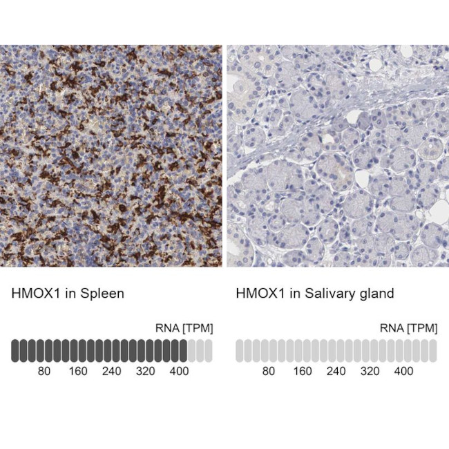 HMOX1 Antibody