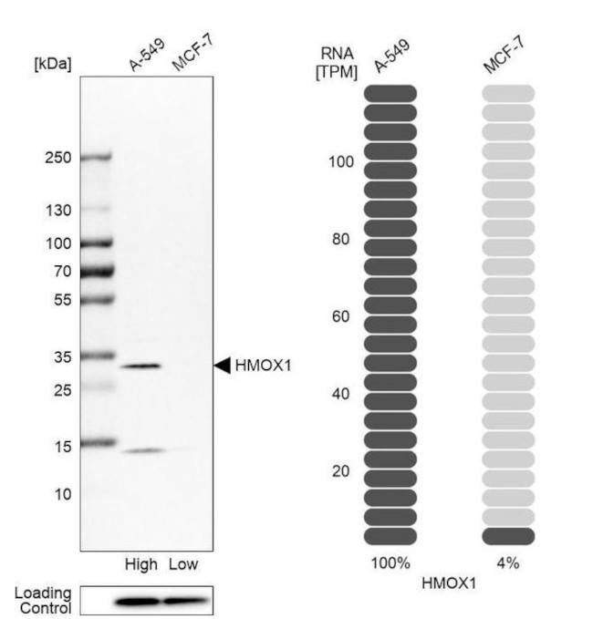 HMOX1 Antibody