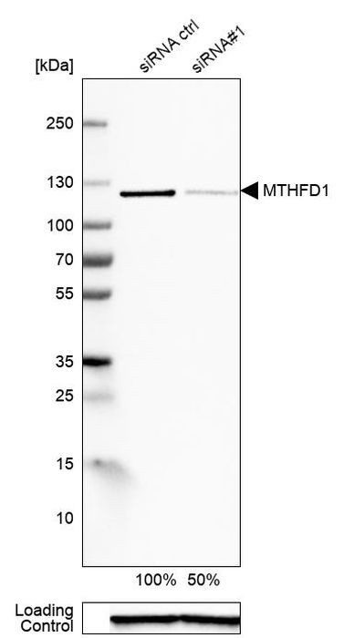 MTHFD1 Antibody