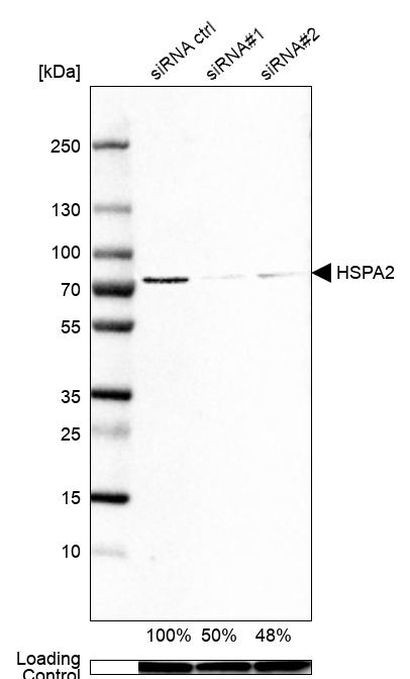 HSPA2 Antibody