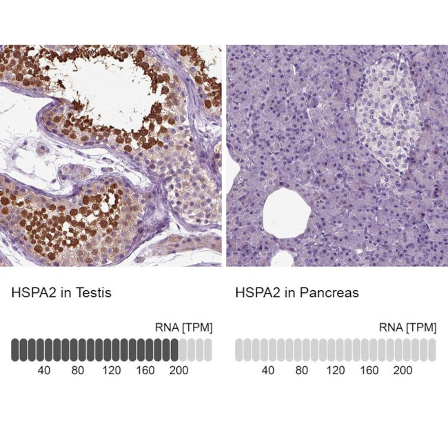 HSPA2 Antibody