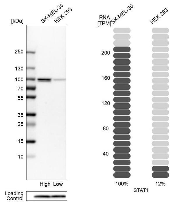 STAT1 Antibody