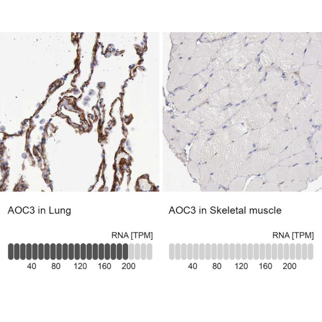 AOC3 Antibody