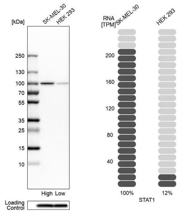 STAT1 Antibody