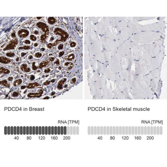 PDCD4 Antibody