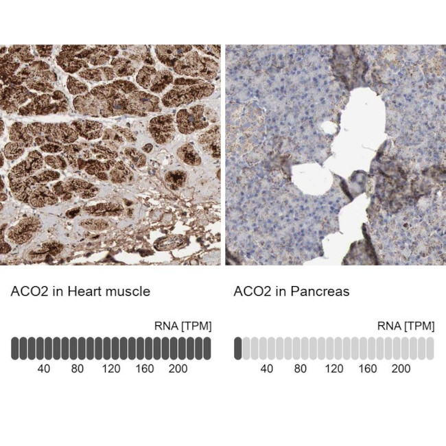 Aconitase 2 Antibody