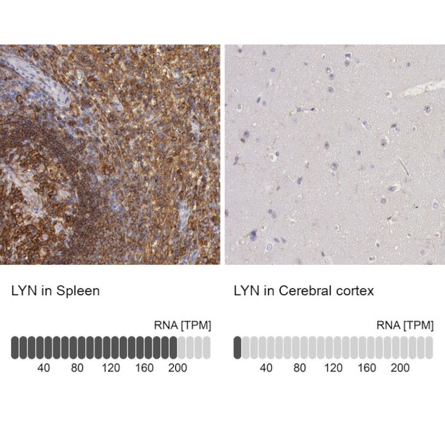 Lyn Antibody