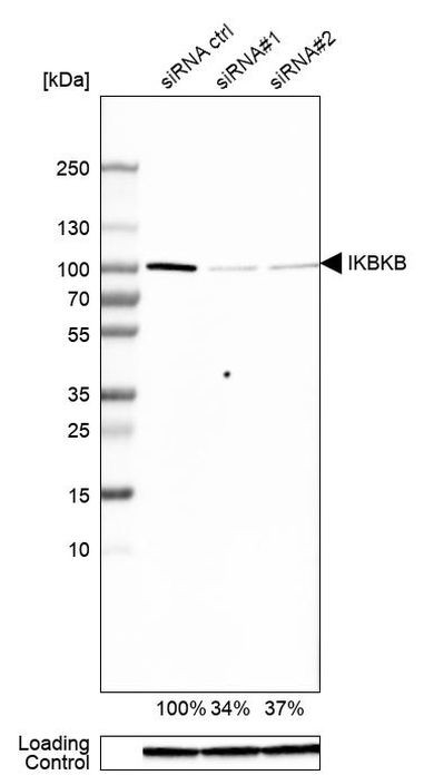 IKK beta Antibody