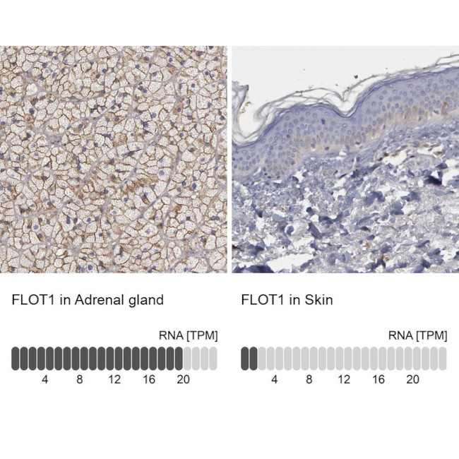 Flotillin 1 Antibody