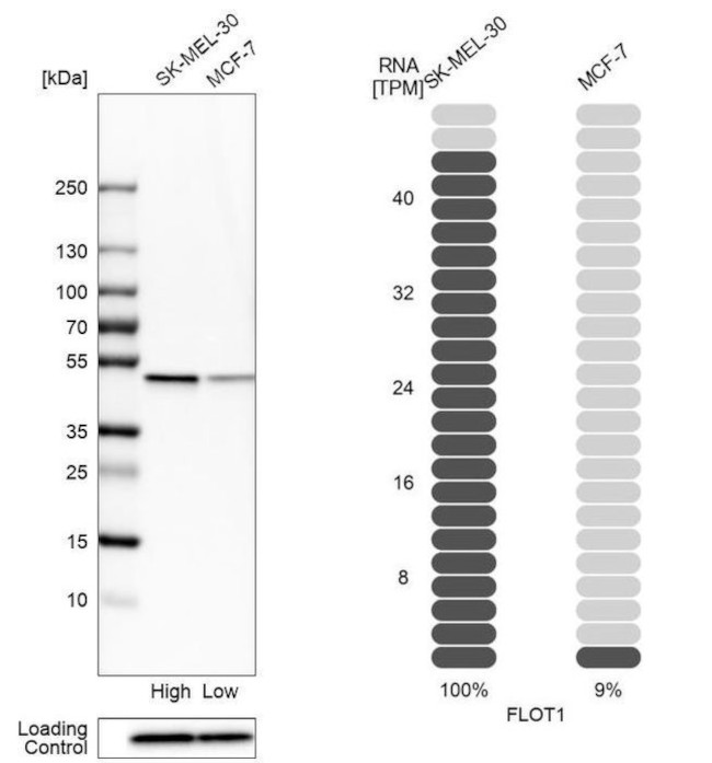 Flotillin 1 Antibody