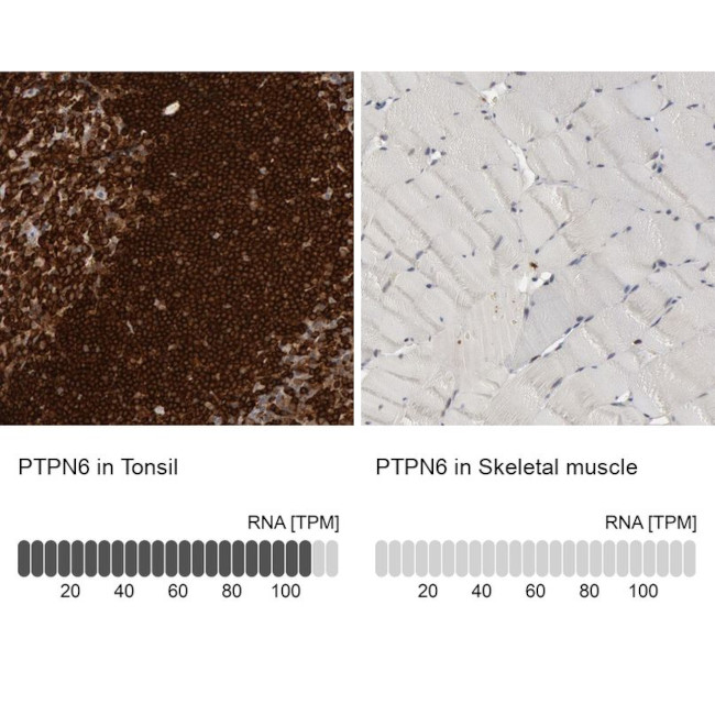 SHP-1 Antibody