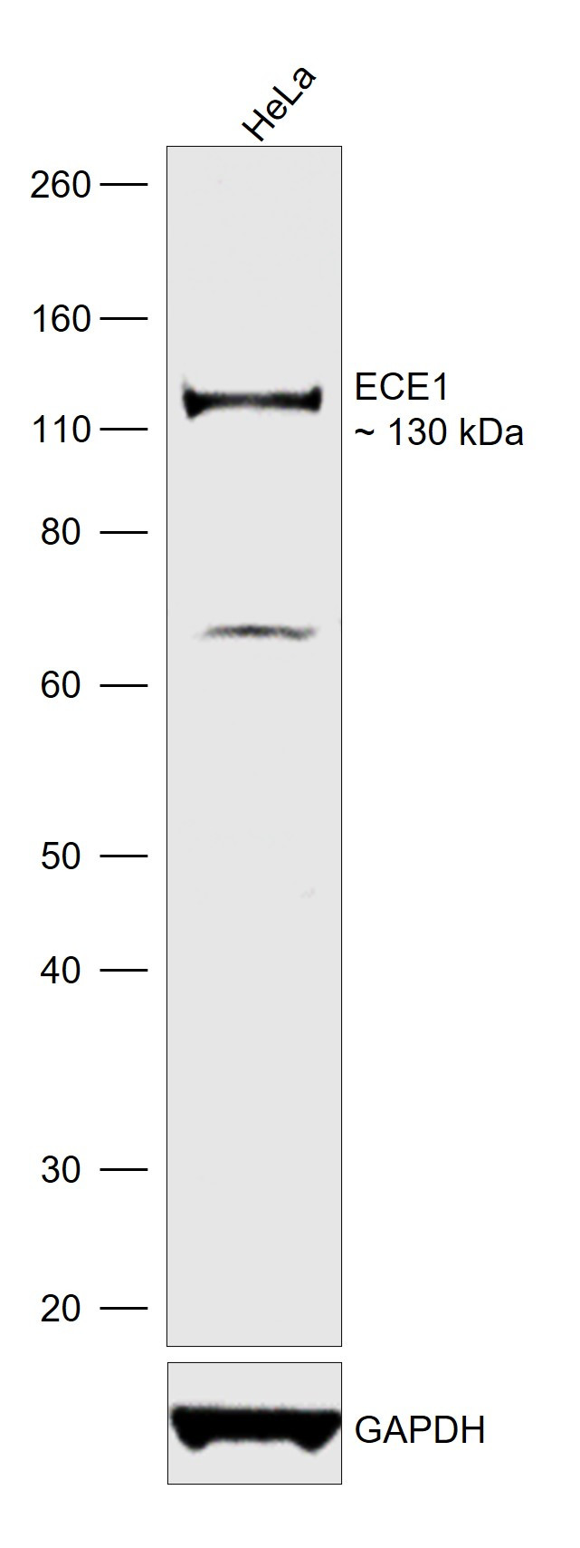 ECE1 Antibody in Western Blot (WB)