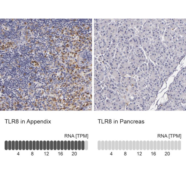 TLR8 Antibody