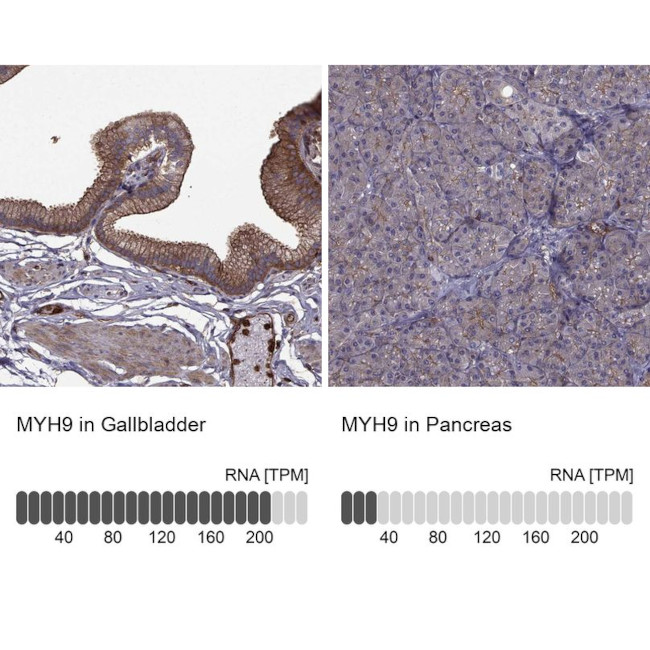 MYH9 Antibody