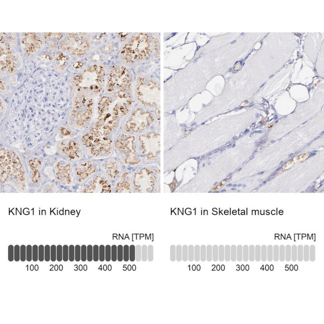 Kininogen 1 Antibody