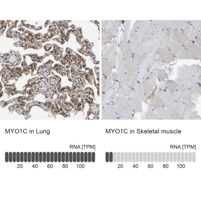 MYO1C Antibody