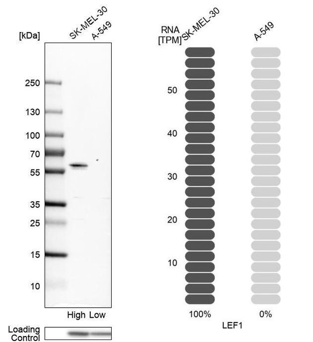 LEF1 Antibody