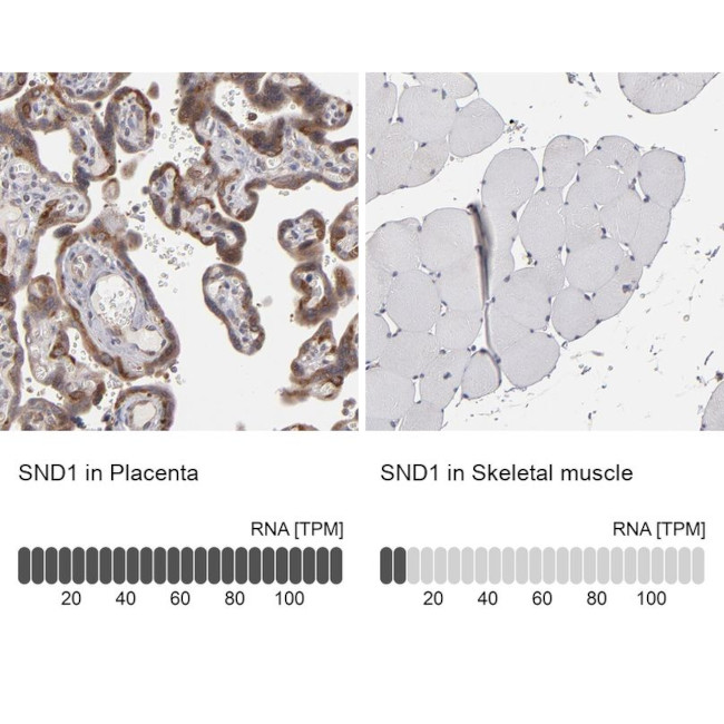 SND1 Antibody