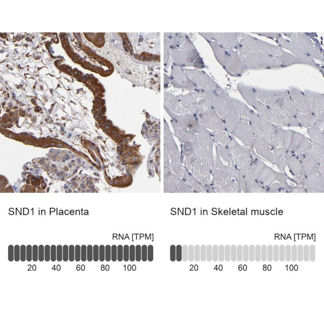 SND1 Antibody