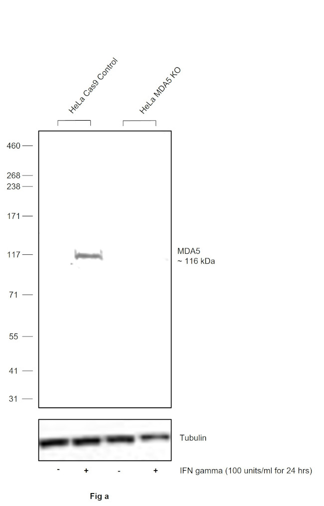 MDA5 Antibody