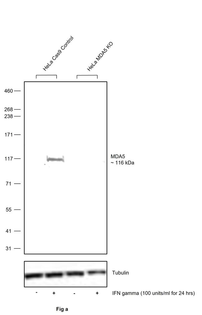 MDA5 Antibody in Western Blot (WB)