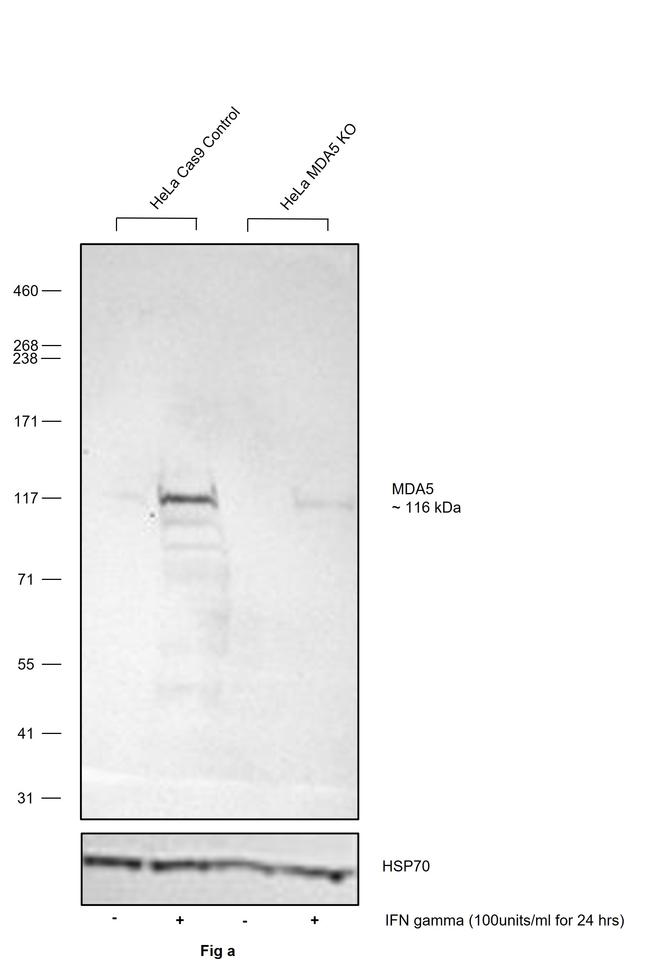 MDA5 Antibody in Western Blot (WB)