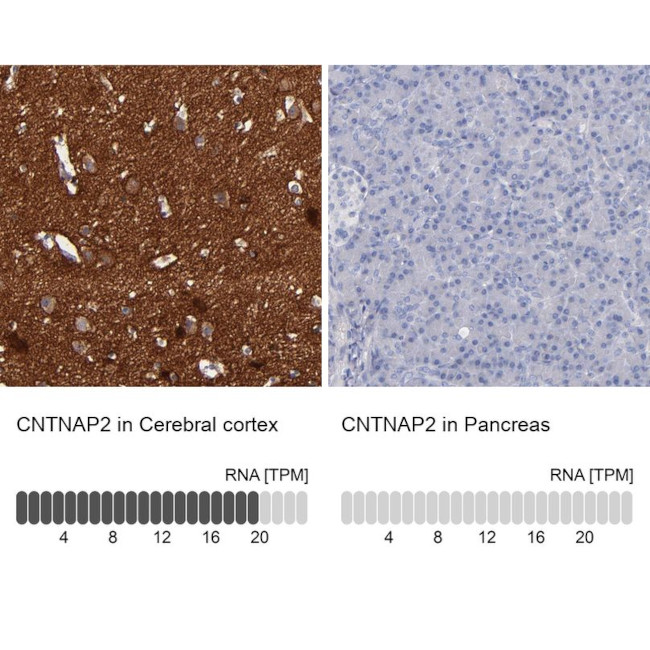 Caspr2 Antibody