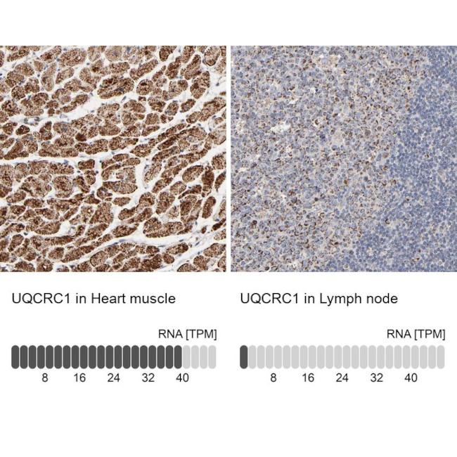 UQCRC1 Antibody