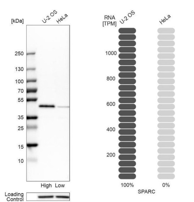 SPARC Antibody