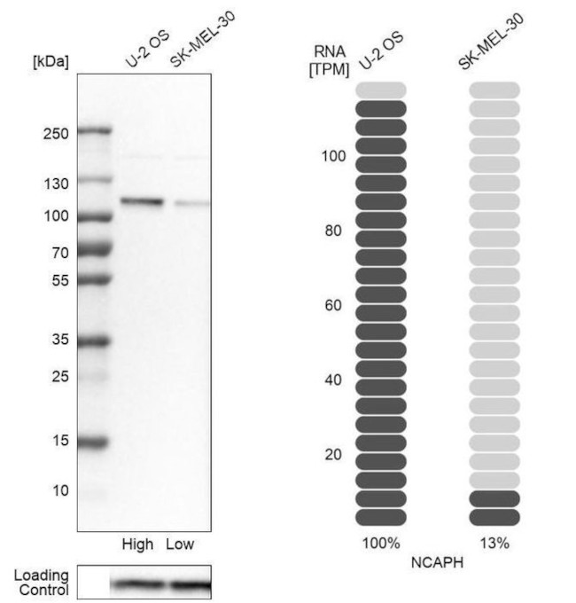 NCAPH Antibody