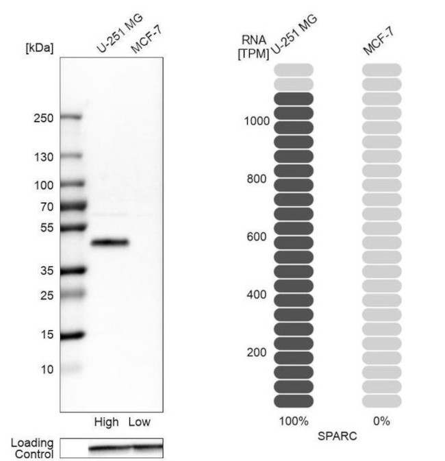 SPARC Antibody