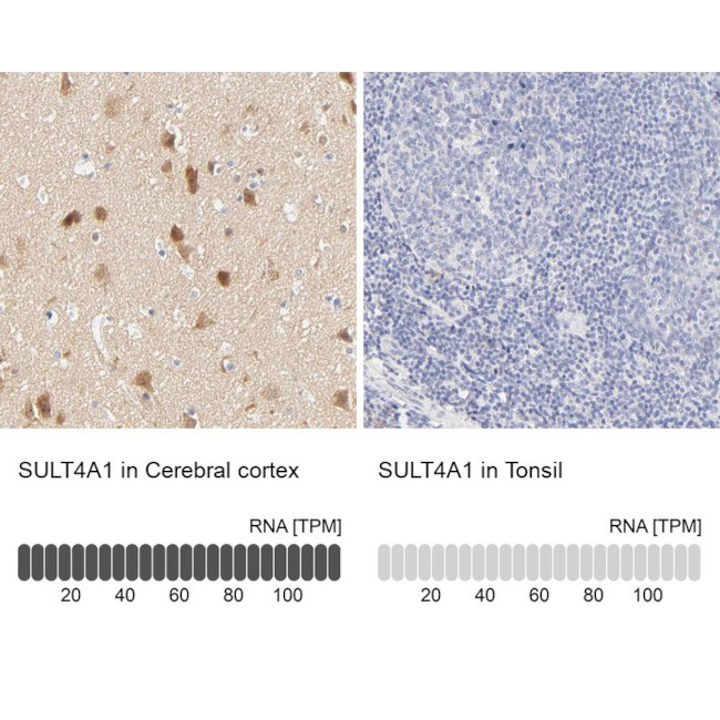 SULT4A1 Antibody