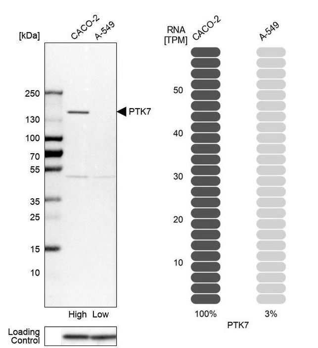 PTK7 Antibody